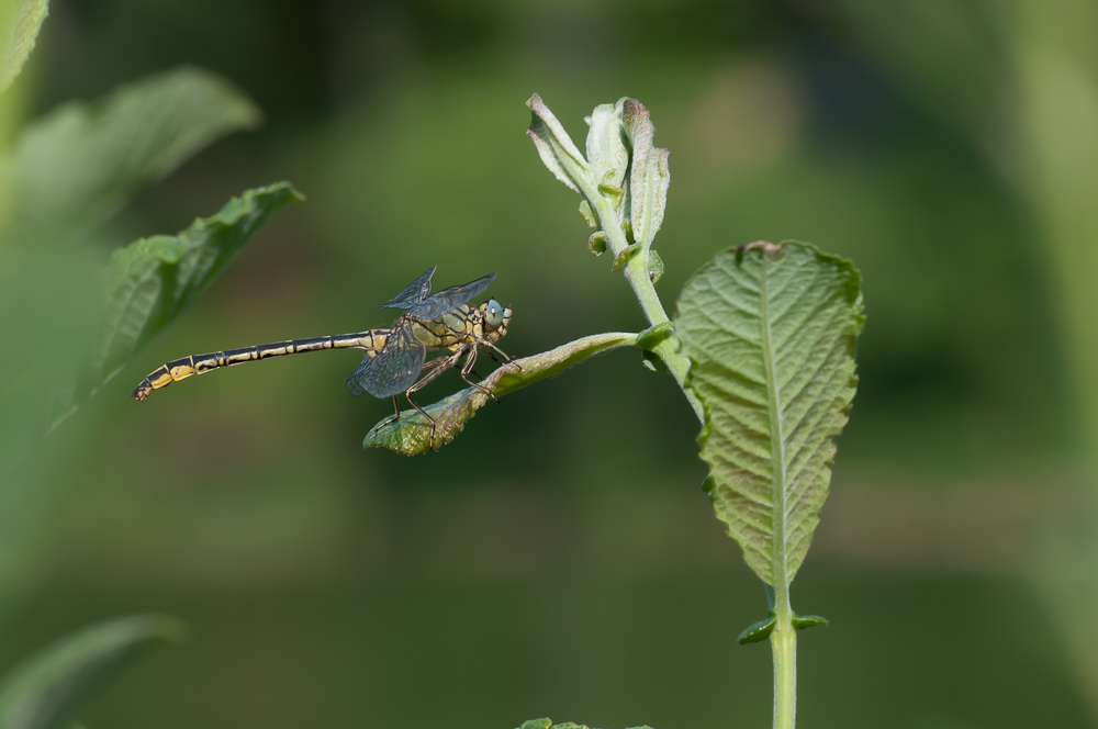 20100714-Welder Weiher-1938.jpg