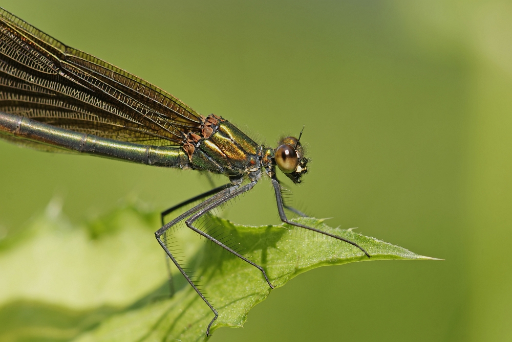Blaufluegel-Prachtlibelle-Calopteryx-virgo-Illnau-2010.jpg