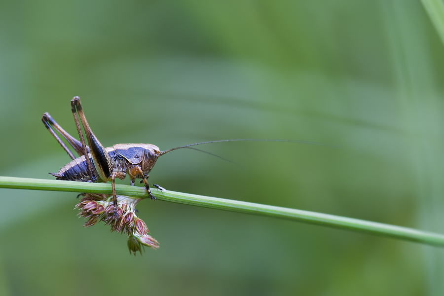 compHeuschrecken25.6.2010Dachsegg001 - Kopie.jpg
