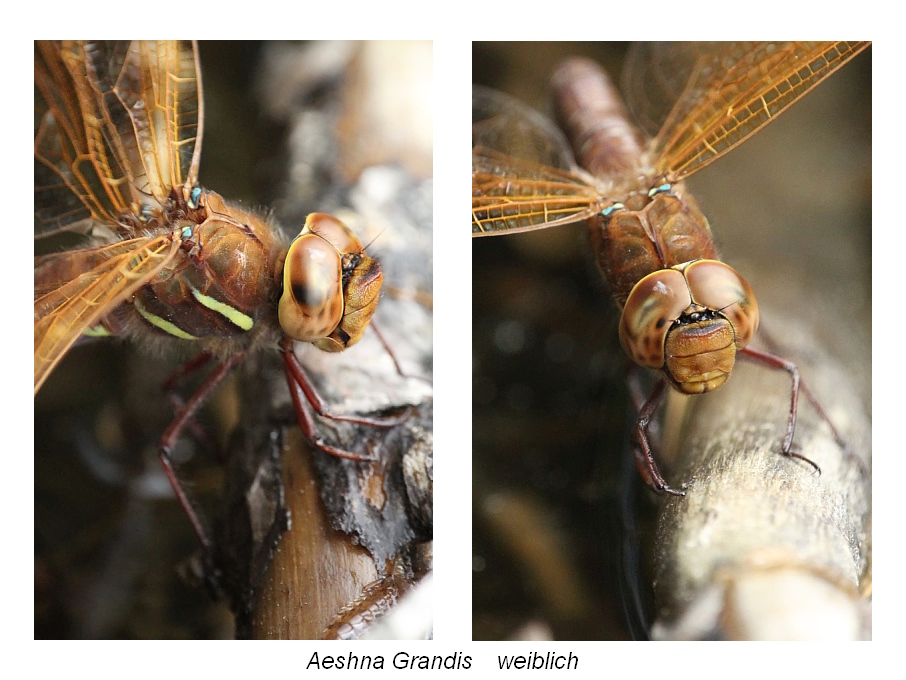 Aeshna_grandis_weiblich.JPG