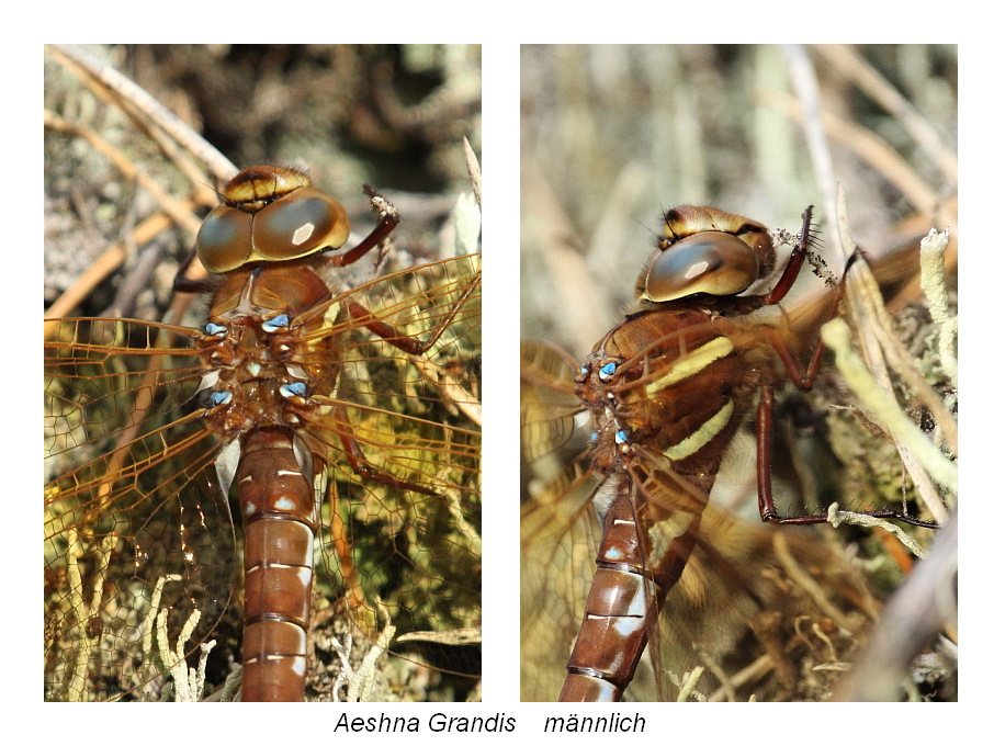 Aeshna_grandis_maennlich_600x.JPG