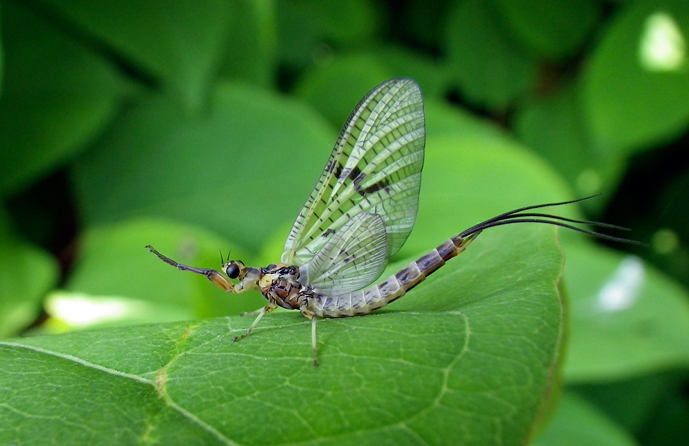 Maifliege_Sieg_20100627.jpg