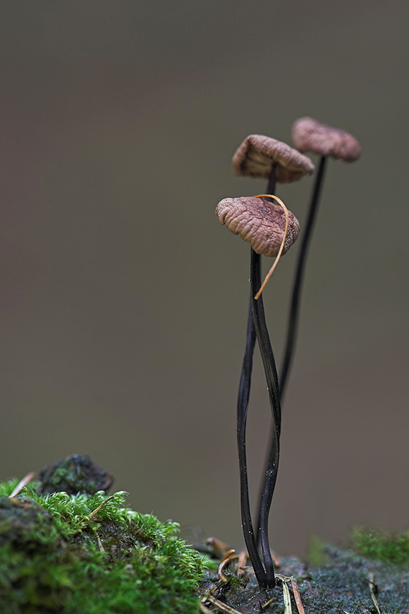 2W 3963  1.5  5.6 100 NSIMG_3963Rosshaarschwindlinge-01_filtered.jpg