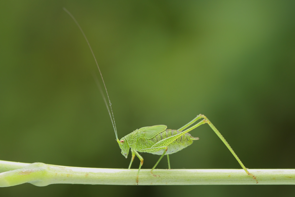 Phaneroptera-nana Larve.jpg