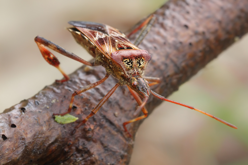 Zapfenwanze-404.jpg
