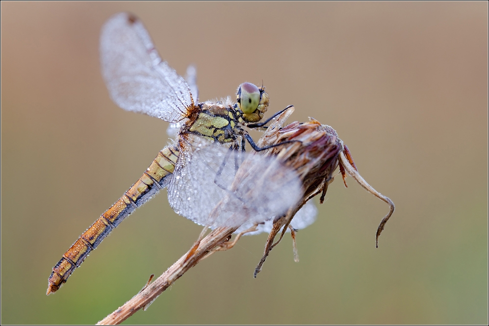 Sympetrum_sanguineum_w_63Hg10Pb.jpg