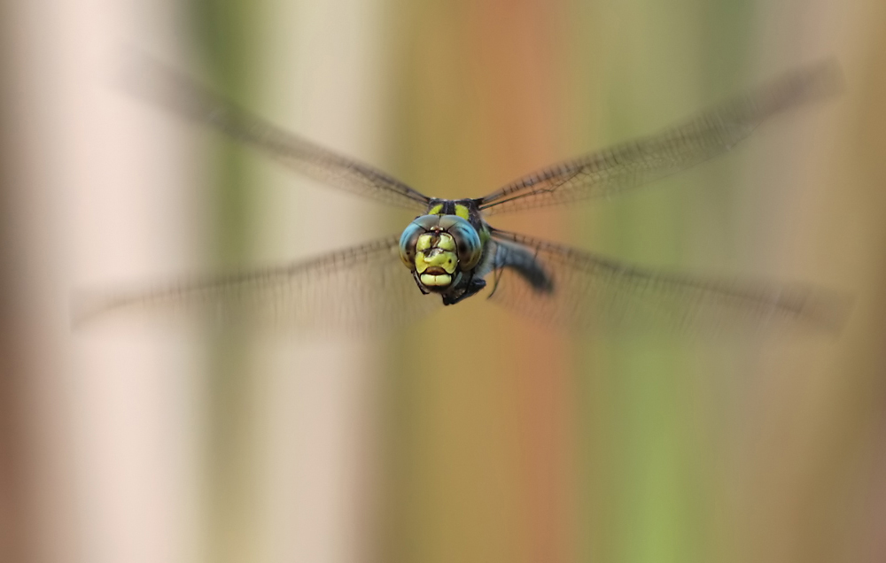 Aeshna cyanea_m_Flug_IMG_6371.jpg