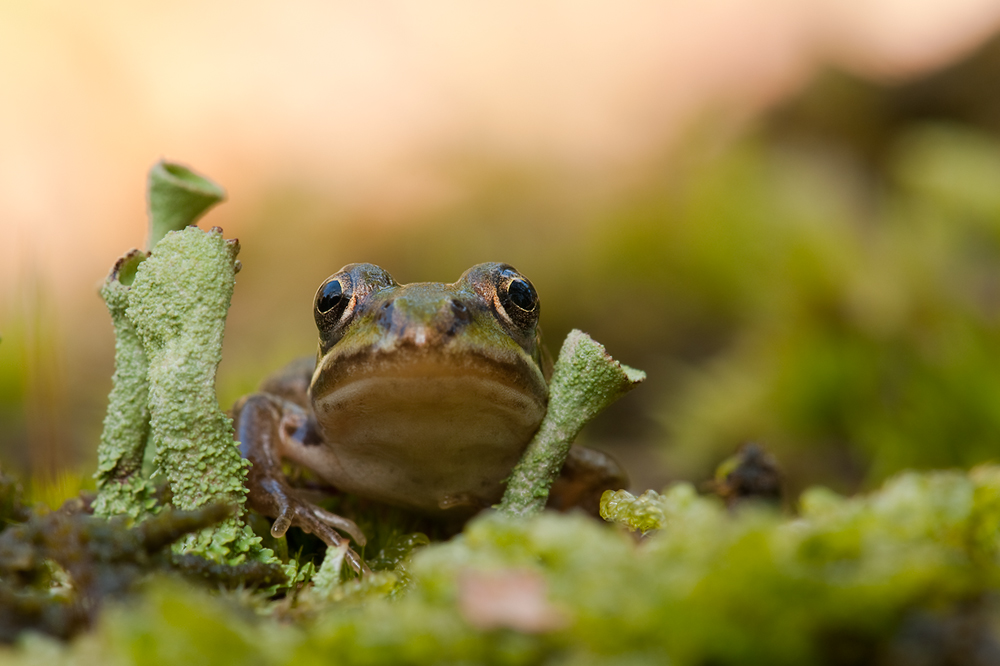 DSC_4965-frosch_105-f16_1I5s-200.jpg
