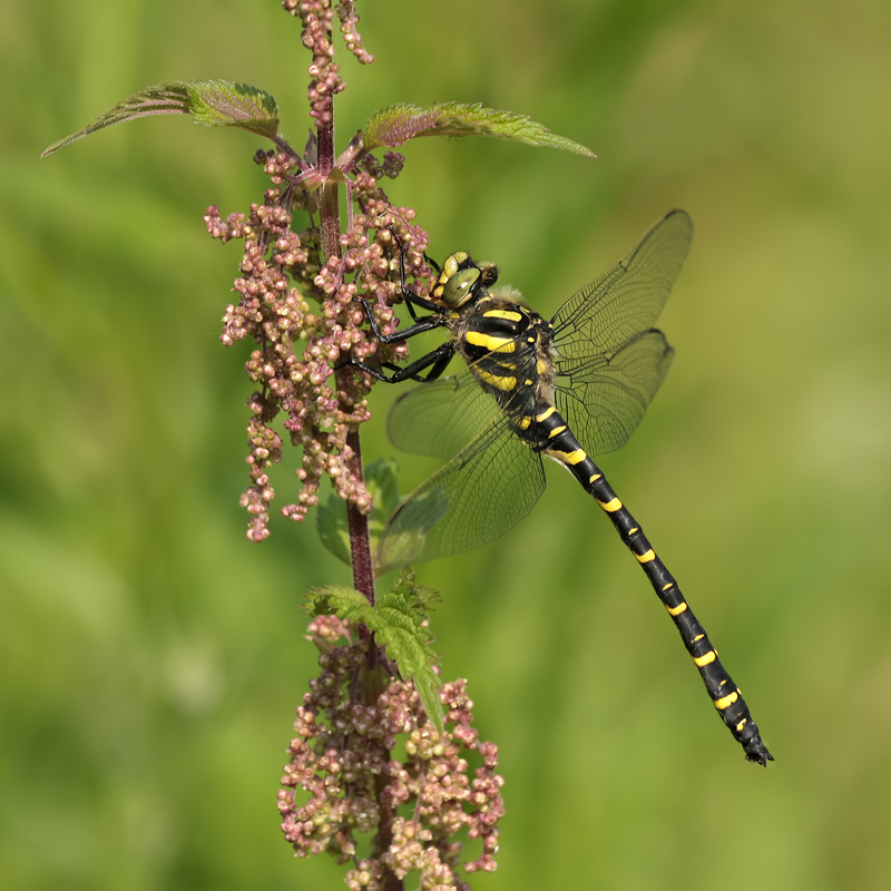 Cordulegaster boltonii_m_auf Nessel_IMG_1910.jpg