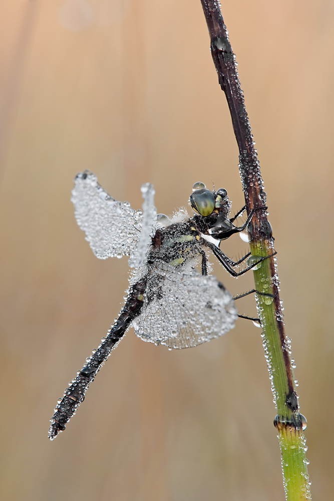Schwarze_Heidelibelle_No2_100Prozent_Diff_5462.jpg
