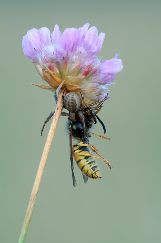 Spinne&Wespe2.jpg