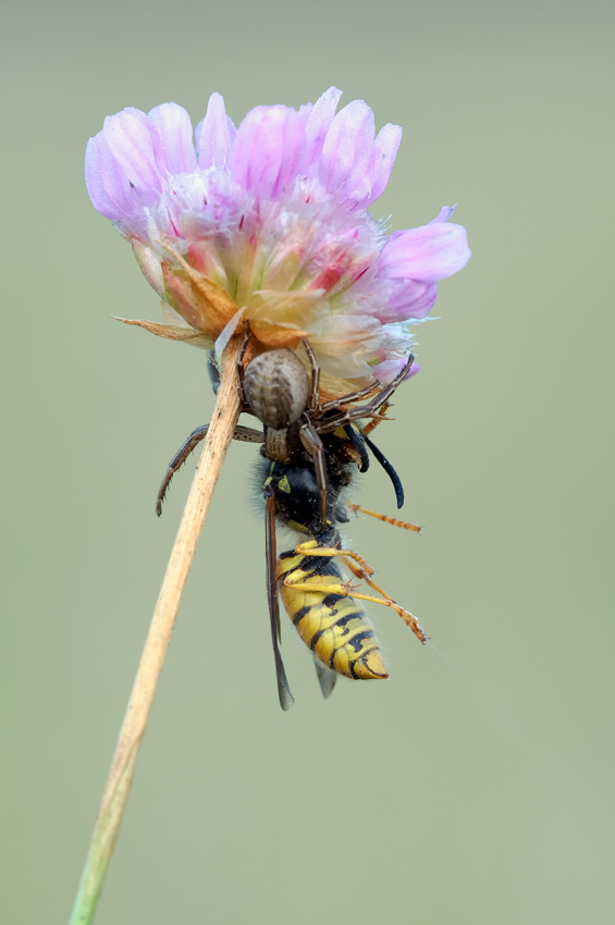 Spinne&Wespe (1).jpg