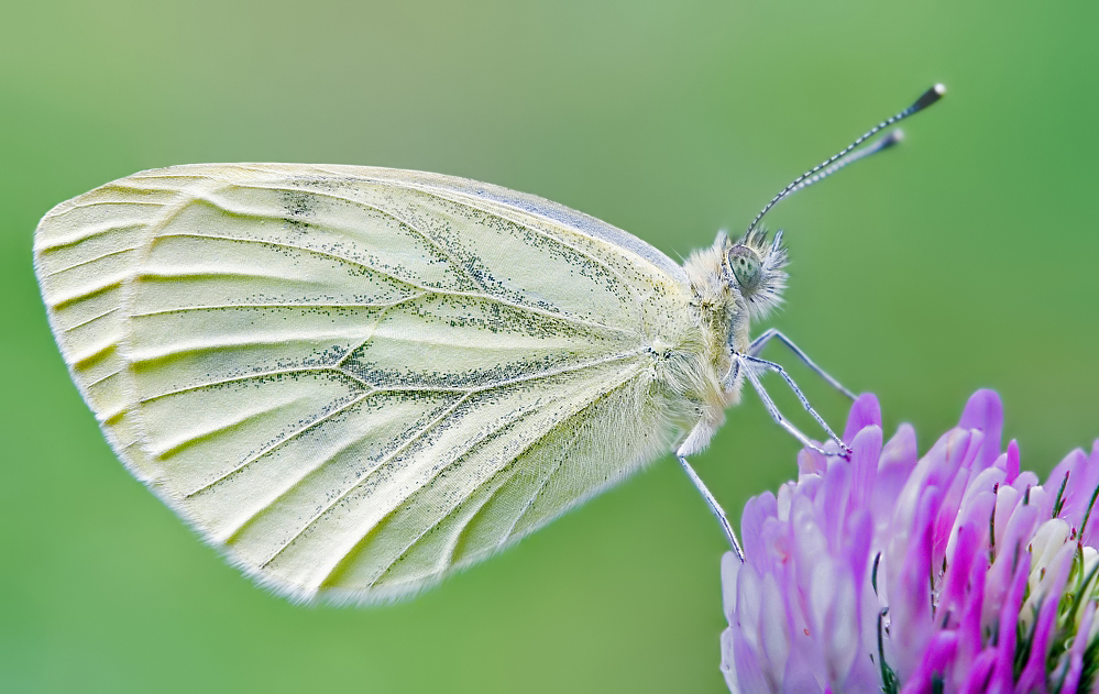 Kohlweissling_DSC4588_999x631.jpg