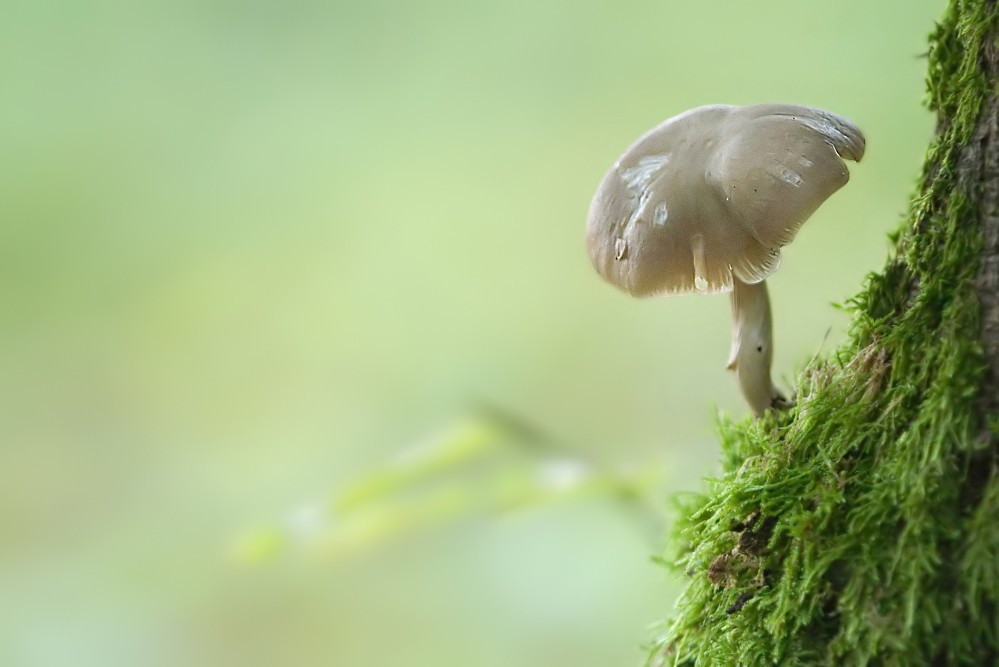 Pilz_DSC8123_999x667.jpg