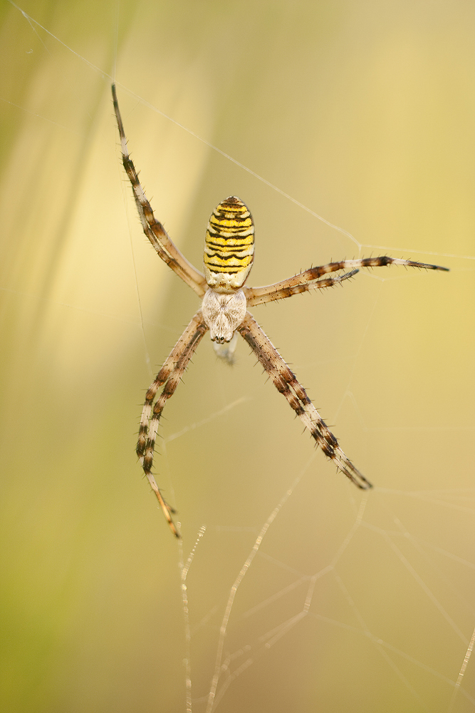 2010_Wespenspinne_1.jpg