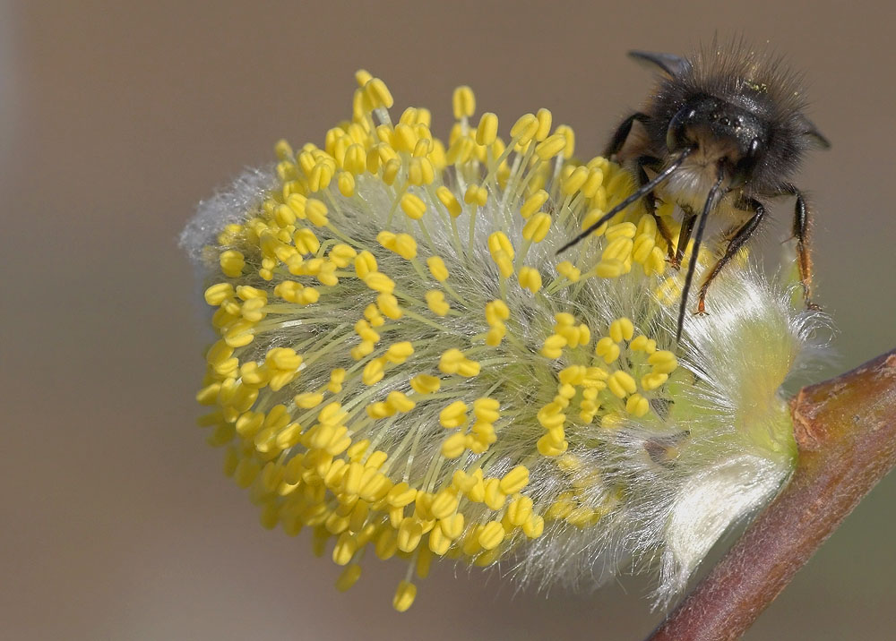 170a Mauerbiene-1.jpg