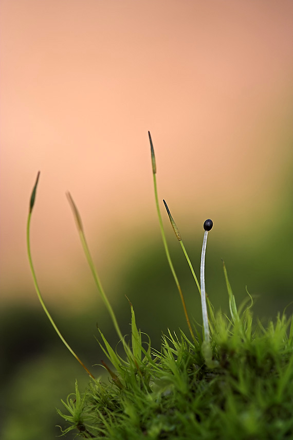 2G 1315  1.100 5.6 100 HeftrichIMG_1315Moosspore-01_filtered.jpg