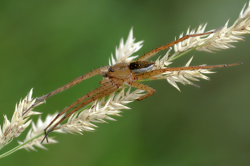 15.07.2010-Reischenhart 13.jpg