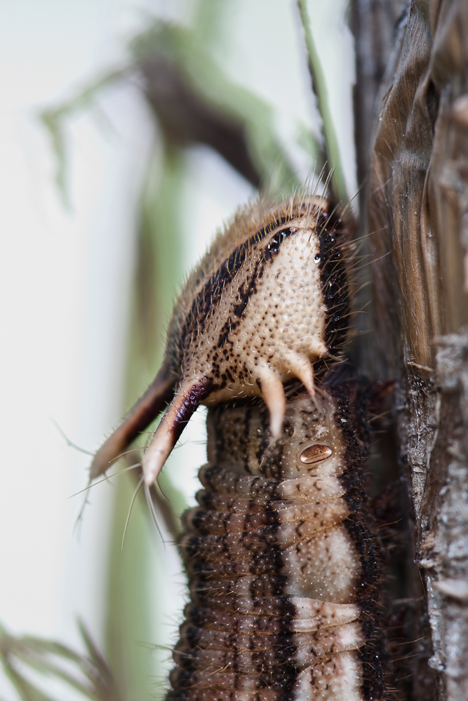 2011.02.26 10-23-20 0569 - Bananenfalter - Caligo memnon.jpg
