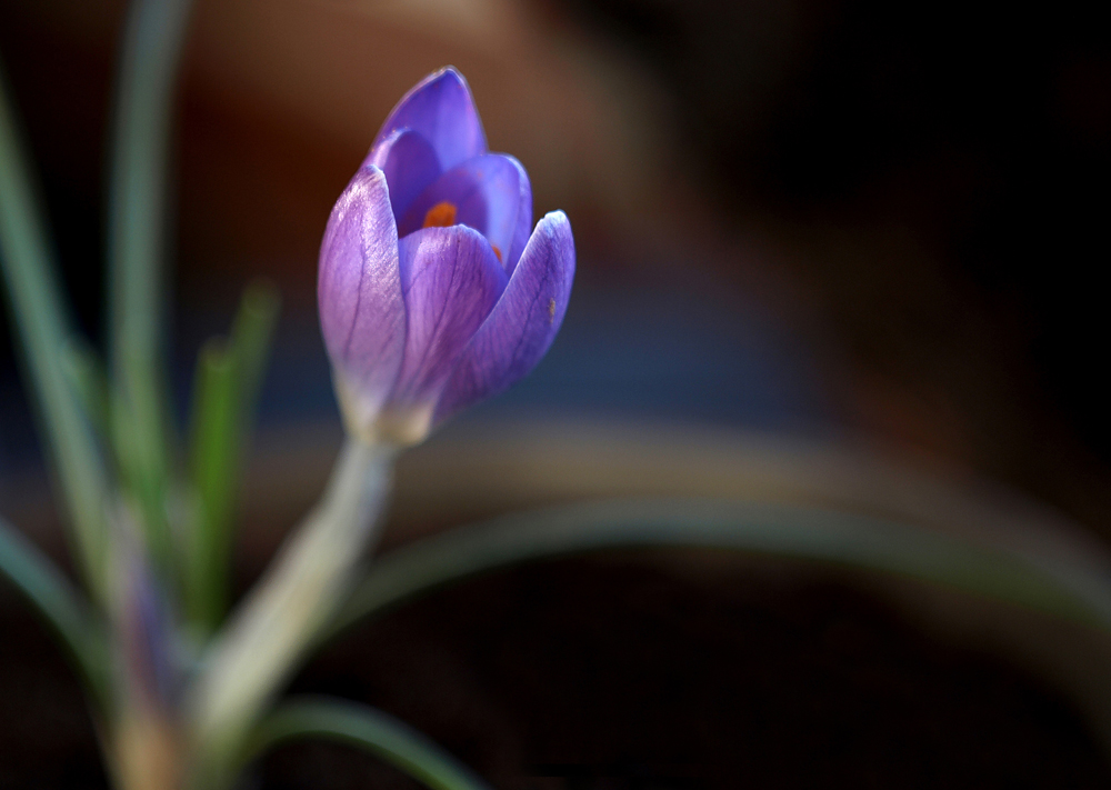 krokus makro.jpg