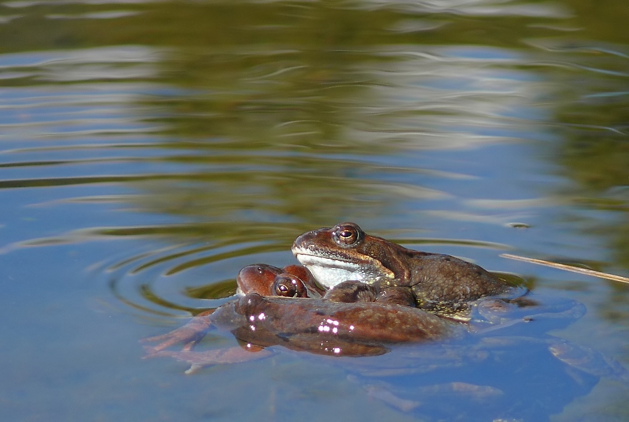 froschknäuel 223b.jpg