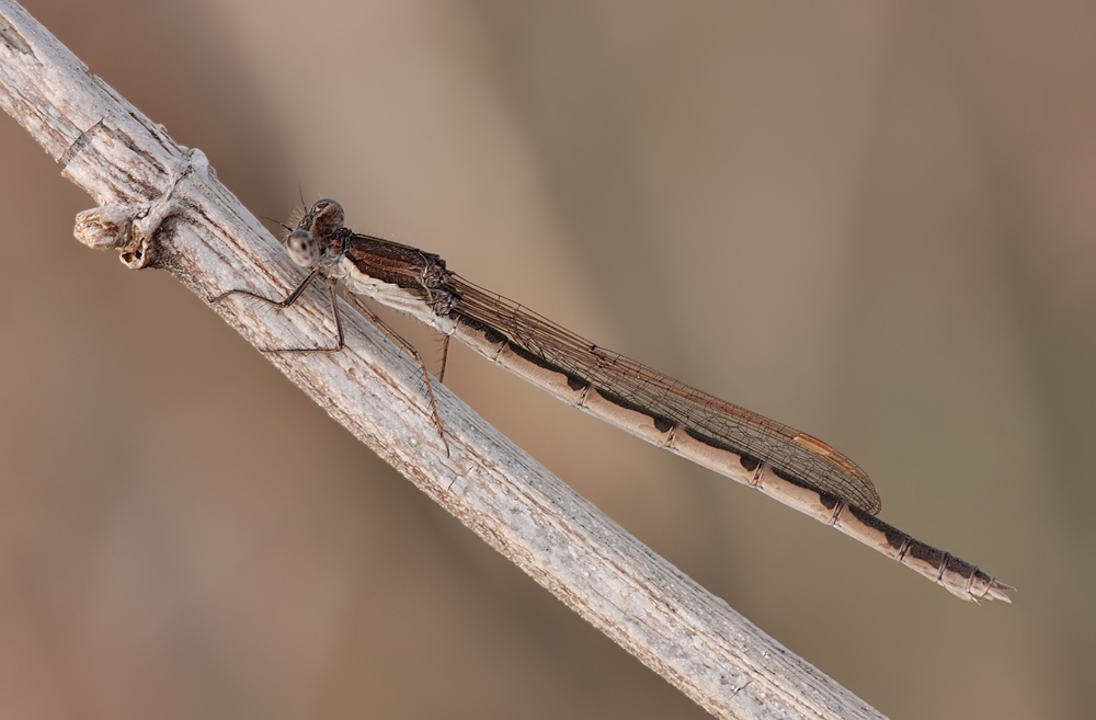 Sympecma fusca_w_05042011_IMG_8005.jpg