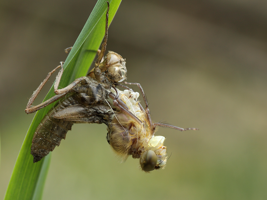 14.04.2011-kiesgrube 0073.jpg