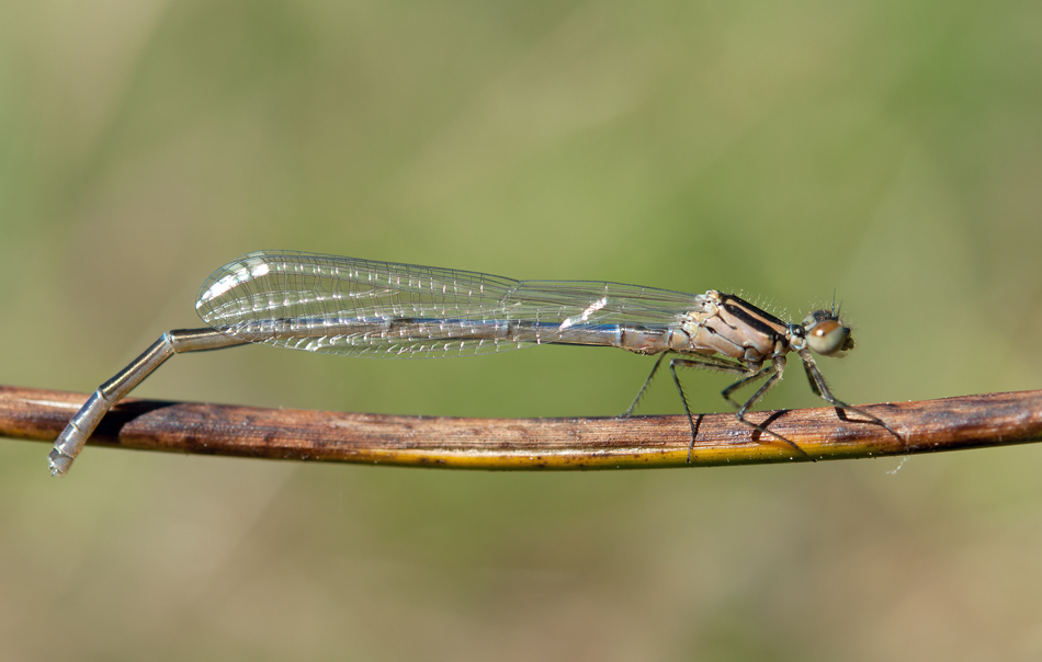 Libelle_1_09052011web.jpg