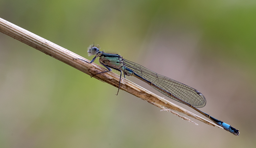 Libelle1-2.jpg