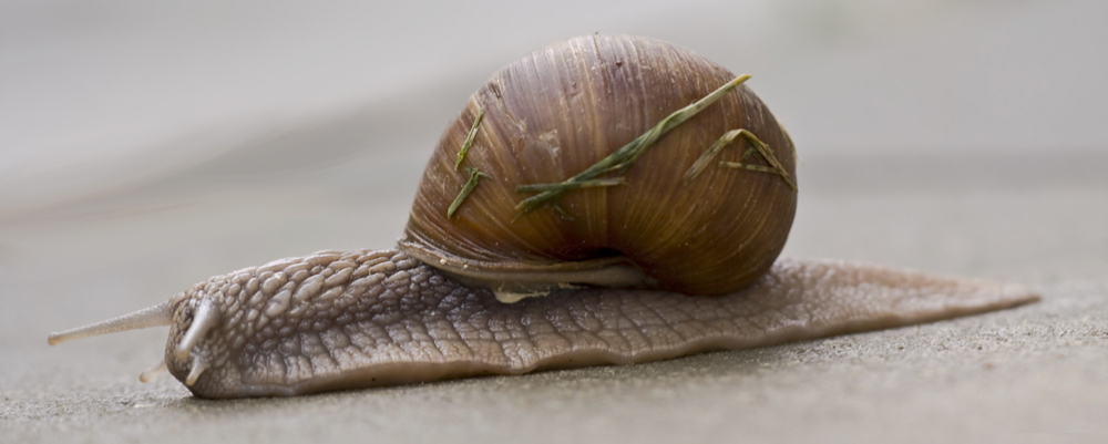Schnecke.jpg