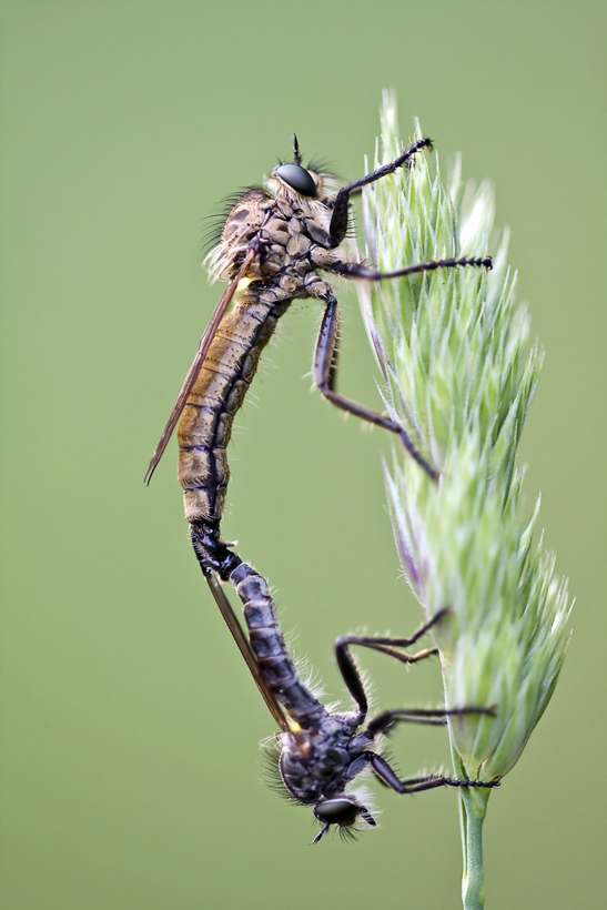 Raubfliege duo neu.jpg