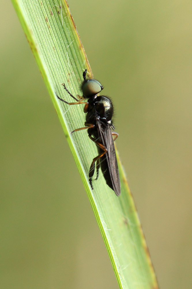 17.05.2011-moor 022.jpg