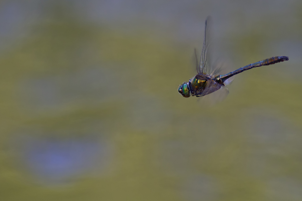 _MG_4496_Falkenlibelle 1000.jpg