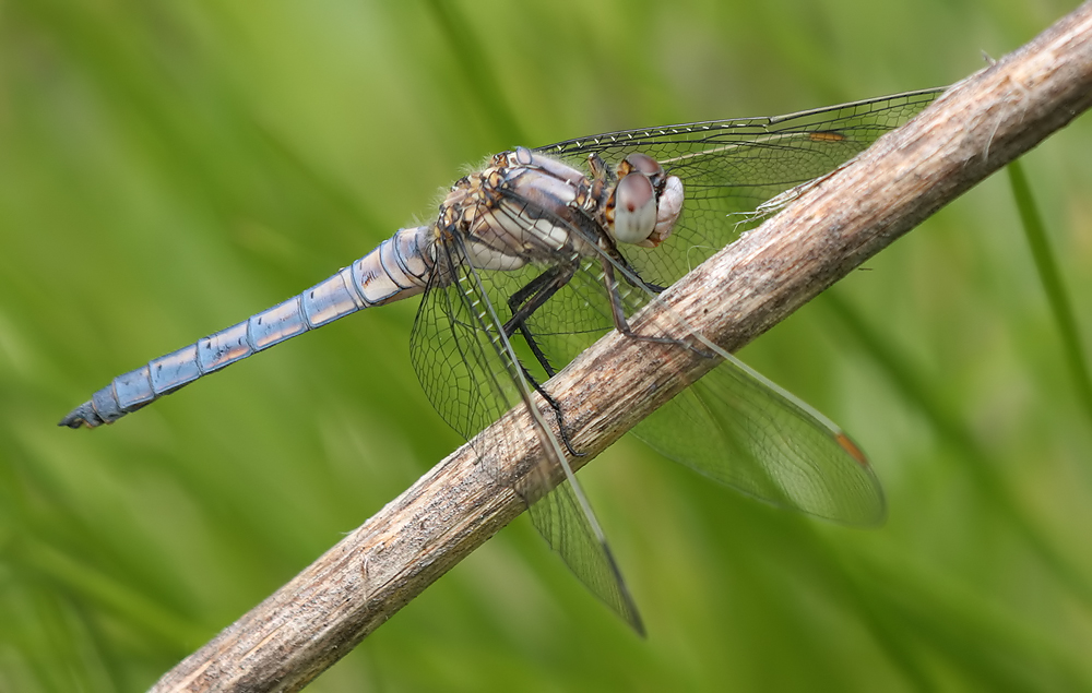 Orthetrum brunneum_m_juvenil_IMG_1730.jpg