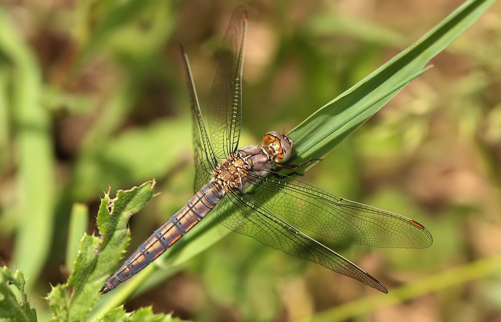 Orthetrum brunneum_m_juvenil_IMG_1739.jpg