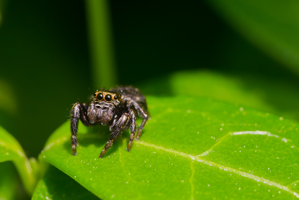 springspinne.jpg