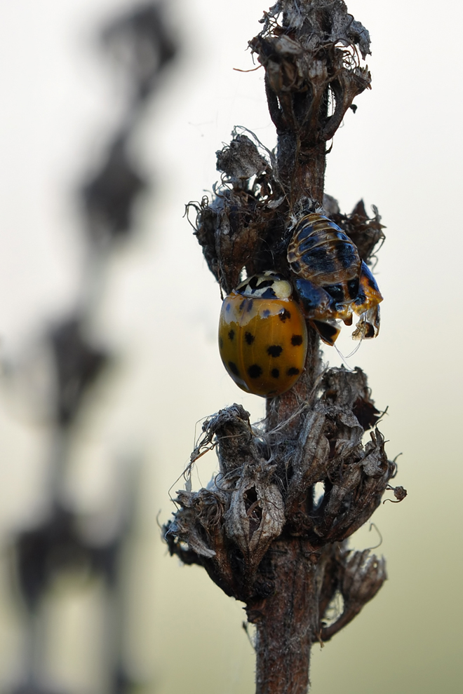 DSC_3889 abAus der Haut gefahren.jpg