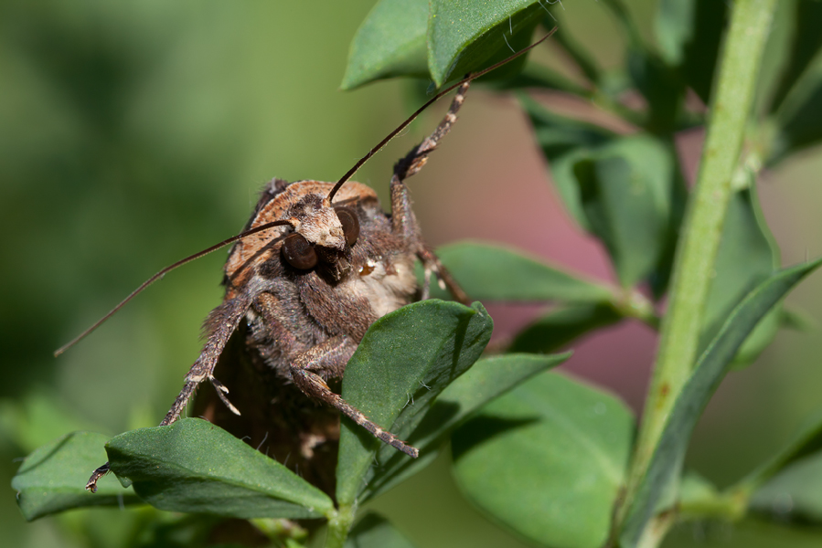 20110528-Hausmutter-IMG_0941.jpg