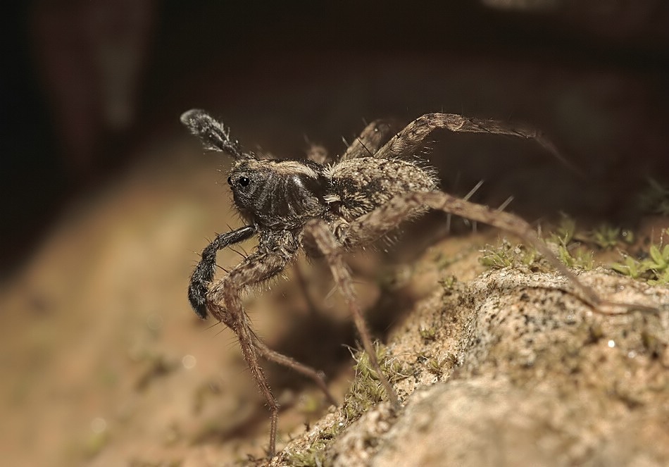 Pardosa Balz 4113a.jpg