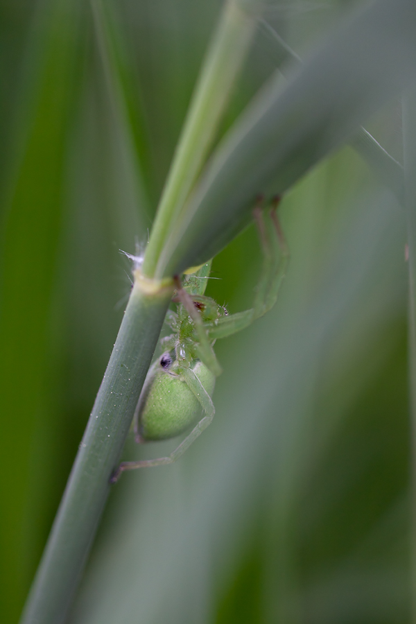 20110424-Grosse Krabenspinne-Weibchen-IMG_3861.jpg