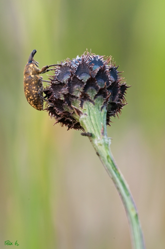 comp_DSC_2342.jpg