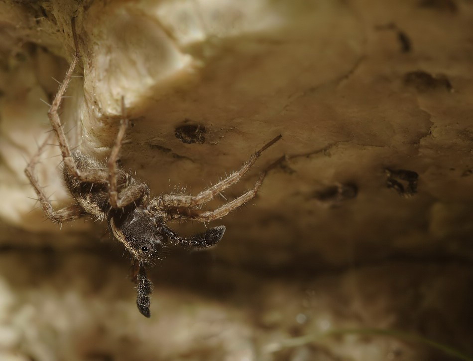 Pardosa Balz 2 4122.jpg