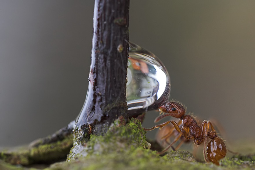 a3W 0245 1.15 7.1 320.jpg