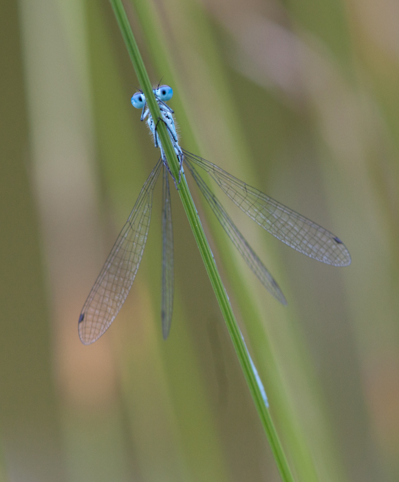 Libelle von vorn-4723.jpg