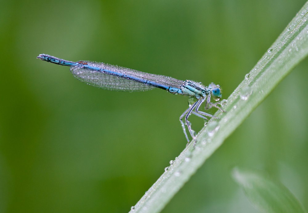 Libelle mit Tau-4679.jpg