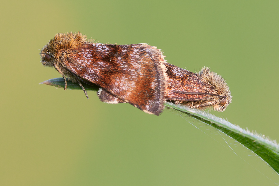 20110421-Panemeria tenebrata - Hornkraut-Tageulen - Paarung.jpg