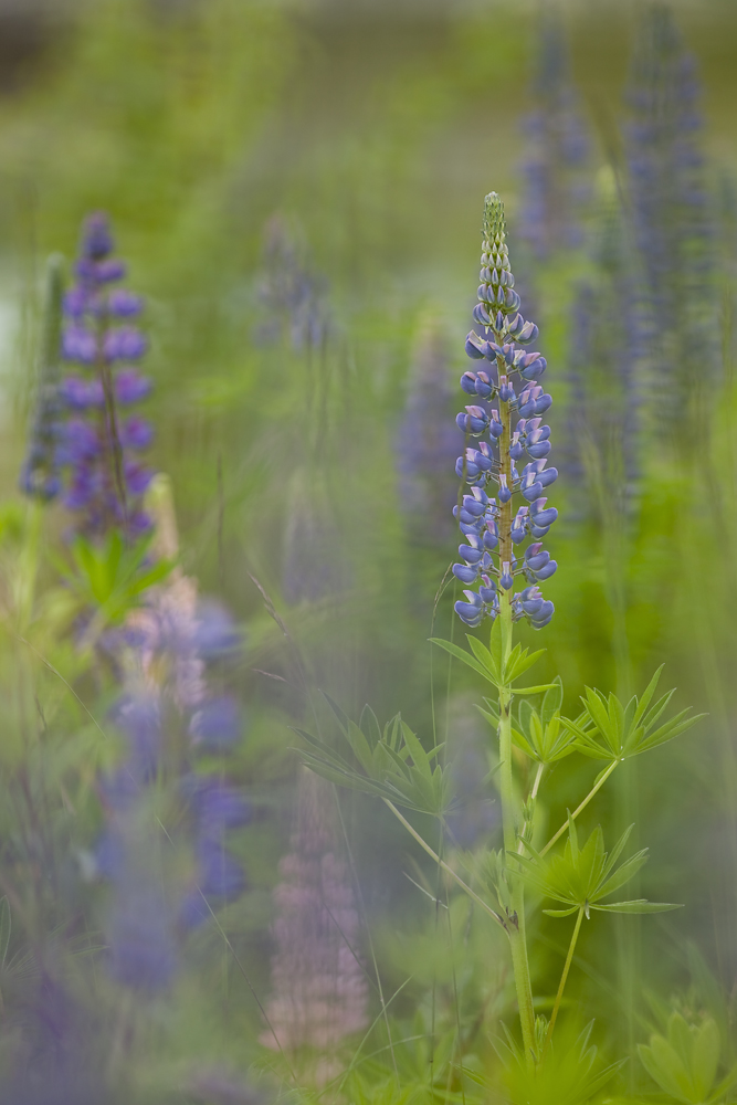 2011 06 13_lupine_1.jpg