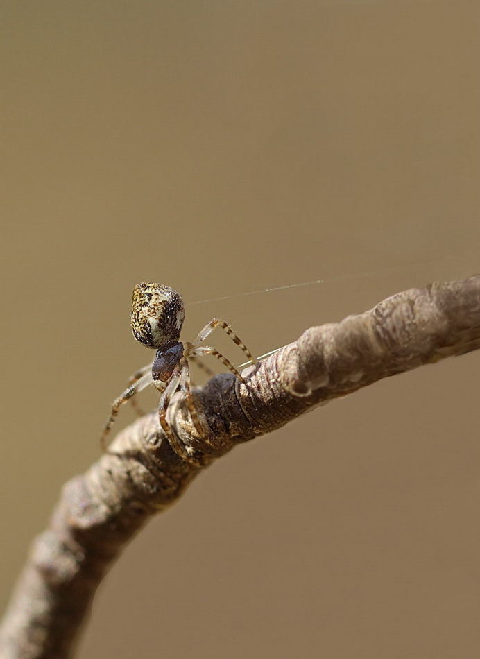 Ballooning 1 web.jpg