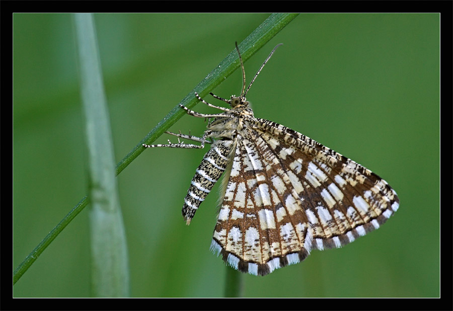 IMG_4087 -01 150.jpg