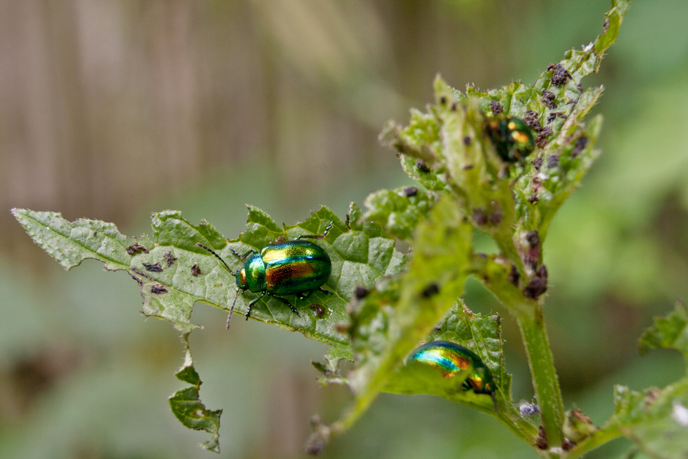 Seidiger Fallkäfer.jpg